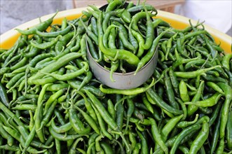 Mexico, Veracruz, Papantla, Green chillies for sale in the market. 
Photo : Nick Bonetti