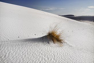 USA, New Mexico, Otero County, White Sands National Monunment. Landscape of wind rippled dune of