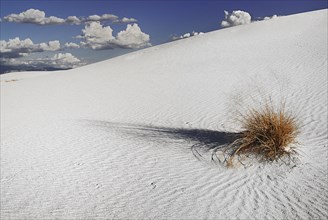 USA, New Mexico, Otero County, White Sands National Monunment. Landscape of wind rippled white sand