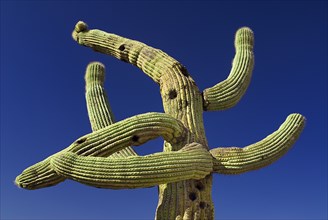USA, Arizona, Tucson, Twisted cactus against blue sky. 
Photo : Hugh Rooney