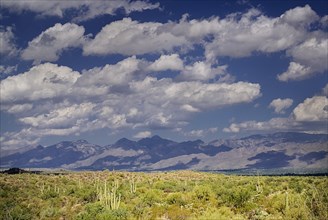 USA, Arizona, Saguaro National Park, Semi-desert landscape with cactus plants distant mountain