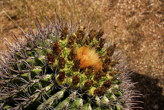 USA, Arizona, Saguaro National Park, Close up of Cactus Plants. 
Photo : Hugh Rooney