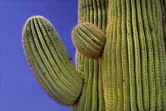 USA, Arizona, Saguaro National Park, Section of Cactus Plant against a blue sky. 
Photo : Hugh