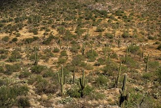 USA, Arizona, Saguaro National Park, Cactus Plants. 
Photo : Hugh Rooney