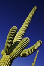 USA, Arizona, Saguaro National Park, Cactus Plant against a blue sky. 
Photo : Hugh Rooney