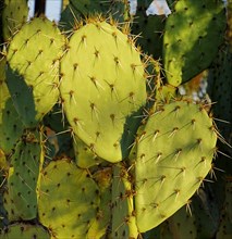 USA, Arizona, Saguaro National Park, Detail of Cactus Plant. 
Photo : Hugh Rooney
