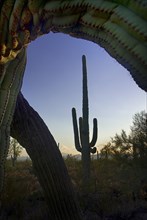 USA, Arizona, Saguaro National Park, Cactus Plant framed by catus in foreground. 
Photo : Hugh