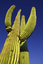 USA, Arizona, Saguaro National Park, Angled view of Catus Plant against a blue sky. 
Photo : Hugh