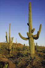 USA, Arizona, Saguaro National Park, Catus Plants against a blue sky. 
Photo : Hugh Rooney