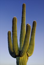 USA, Arizona, Saguaro National Park, Top section of Catus Plant against a blue sky. 
Photo : Hugh