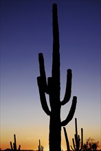 USA, Arizona, Saguaro National Park, Catus Plant seen in silhouette at dusk. 
Photo : Hugh Rooney