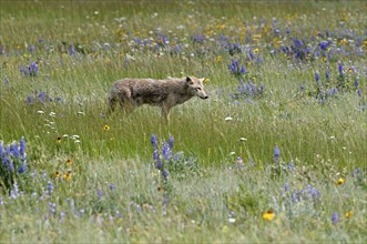 Canada, Alberta, Waterton Lakes National Park, Coyote Canis latrans stalking its prey among the