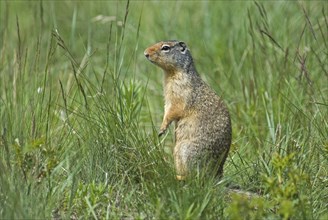 Canada, Alberta, Waterton Lakes National Park, Columbian Ground Squirrel Spermophilus columbianus