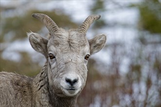 Canada, Alberta, Kananaskis, Close up of Mountain Goat Oreamnos americanus at Highwood Pass.