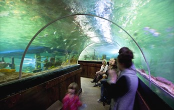 England, East Sussex, Brighton, Interior of the Sea Life Centre underground Aquarium on the