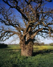 England, Gloucestershire, Trees, English Oak Quercus robur. Single ancient tree with twisted