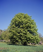 England, Worcestershire, Trees, Horse chestnut Aesculus hippocastanum. Single mature tree in