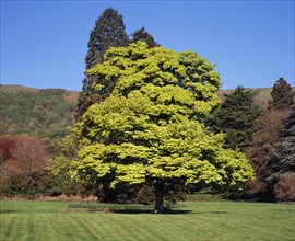 England, Worcestershire, Trees, Sycamore Acer pseudoplatanus Variegated variety Variegatum. Mature