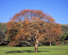 England, Worcestershire, Trees, Goldenrain tree Koelreuteria paniculata. Mature tree in early