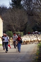 France, Transhumance, Seasonal movement of people with their livestock to summer pastures. Leading