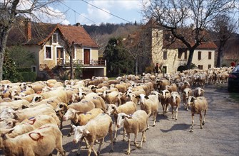 France, Transhumance, Seasonal movement of people with their livestock to summer pastures. Driving
