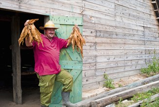 Cuba, Central, Farming, Tobacco Farmer with dried leaves. 
Photo : Richard Rickard