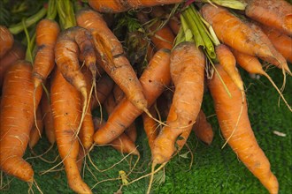 Food, Fresh, Organic, Carrots on display in farmers market. 
Photo : Stephen Rafferty