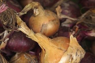 Food, Fresh, Organic, Display of onions in Farmers maket. 
Photo : Stephen Rafferty