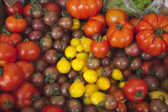 Food, Fresh, Organic, Varieties of tomato on display in Farmers market. 
Photo : Stephen Rafferty