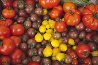 Food, Fresh, Organic, Varieties of tomato on display in Farmers market. 
Photo : Stephen Rafferty