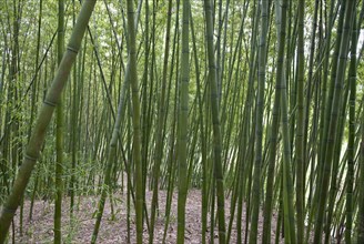 China, Jiangsu, Yangzhou, Bamboo forest at Slender West Lake Park. A major tourist attraction;