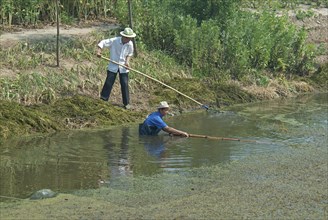 China, Jiangsu, Qidong, Farmers clearing aquatic vegetation from a choked irrigation canal with