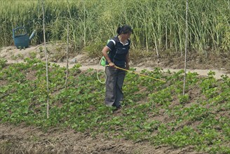 China, Jiangsu, Qidong, Female farmer with a backpack sprayer applying pesticide on vegetables