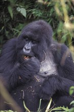Rwanda, Parc Des Volcans, Portrait of a Silverback Gorilla in the Parc Des Volcans. 
Photo :