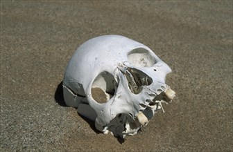 Namibia, Namib Naukluft desert., Skeleton head unearthed as the dunes have shifted. This corpse was