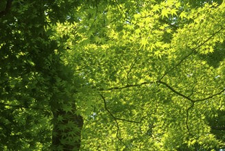 Japan, Honshu, Tokyo, Harajuku Meiji-Jingu shrine green maple tree leaves. 
Photo : Jon Burbank