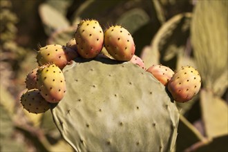 Italy, Sicily, Plants, Prickly pear cactus plant. 
Photo : Mel Longhurst