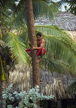 Local native climbing palm tree