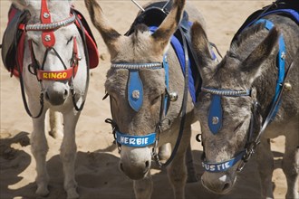 Donkeys for children's rides with names on beach.