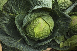 Cabbage on sale at farm shop.