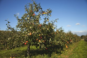 Apples growing on the tree in Grange Farms orchard.