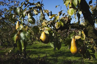 Conference Pears ripening on the tree in Grange Farms orchard.
