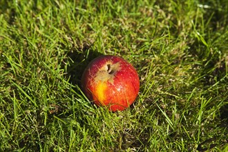 Red apple resting on the grass in Grange Farms orchard.
