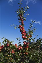 Royal Gala apples growing on the tree in Grange Farms orchard.