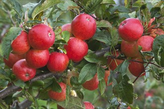Katy apples growing on the tree in Grange Farms orchard.