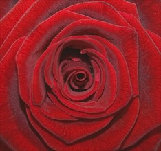 Close up studio shot of single red rose showing pattern of petals..