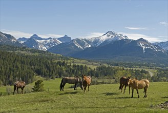 Horse ranching in the Gladstone Valley with the Rocky Mountains in the background Six horses in foreground