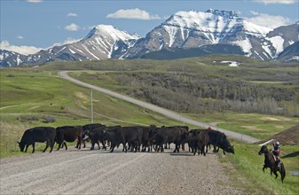 Spring cattle drive in the shadow of the Rocky Mountains. A rancher on his horse ready to throw his lasso