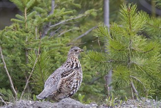 Ruffed Grouse Bonasa umbellus female with a catchlight in eye against a background of fresh green pine trees.