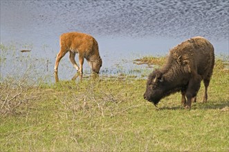Plains Bison Bos bison calf and adult female at water hole at Waterton Lakes National Park a UNESCO World Heritage Site Calf in water drinking while adult female looks on.